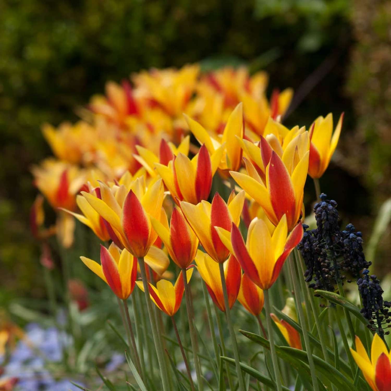 Botaaninen tulppaani 'Tubergen's Gem'
